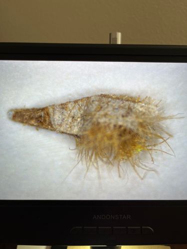 Household Casebearer or Plaster Bagworm