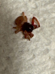 Ground Spider (likely a Corinnidae or Gnaphosidae species based on appearance, though specific identification is challenging from the image)