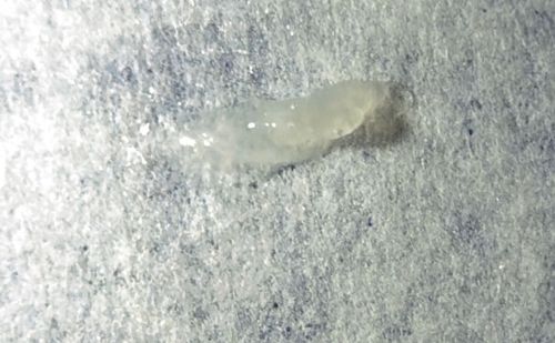 Snail pupa / Slug larva (Gastropod)