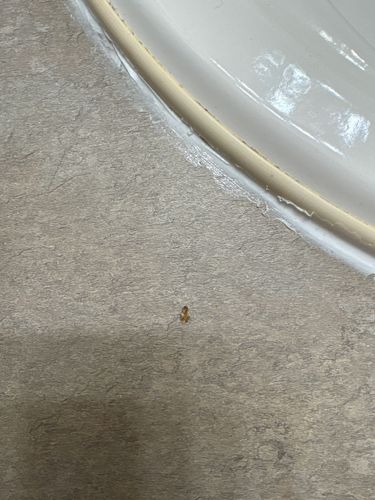 Booklouse