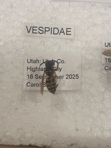 Wasp (likely Yellowjacket or Hornet)