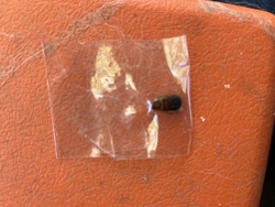 Varied Carpet Beetle