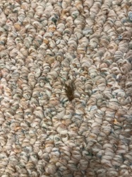 Carpet Beetle (likely Varied Carpet Beetle or Black Carpet Beetle larva)