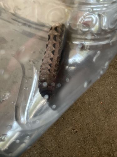 Elephant Hawk-moth caterpillar