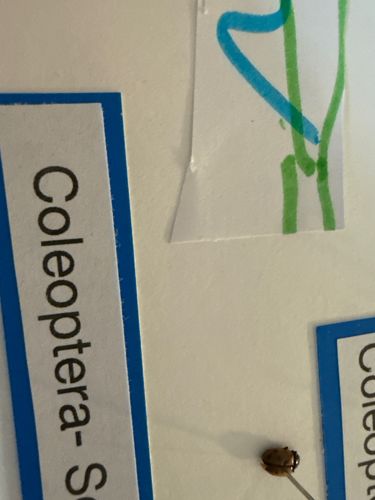 Carpet Beetle (likely Varied Carpet Beetle or Black Carpet Beetle)