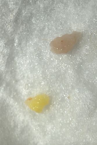 Slug