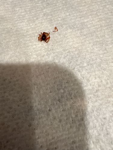 Tick (likely an adult hard tick given the size and morphology)