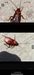 American Cockroach