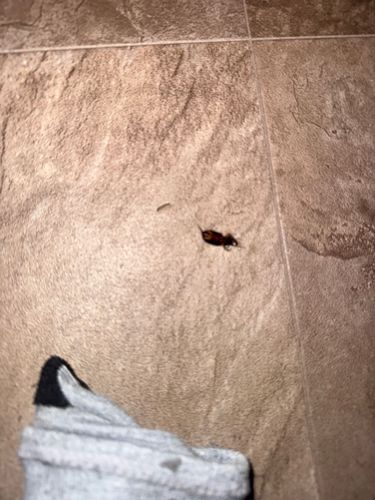 Cockroach