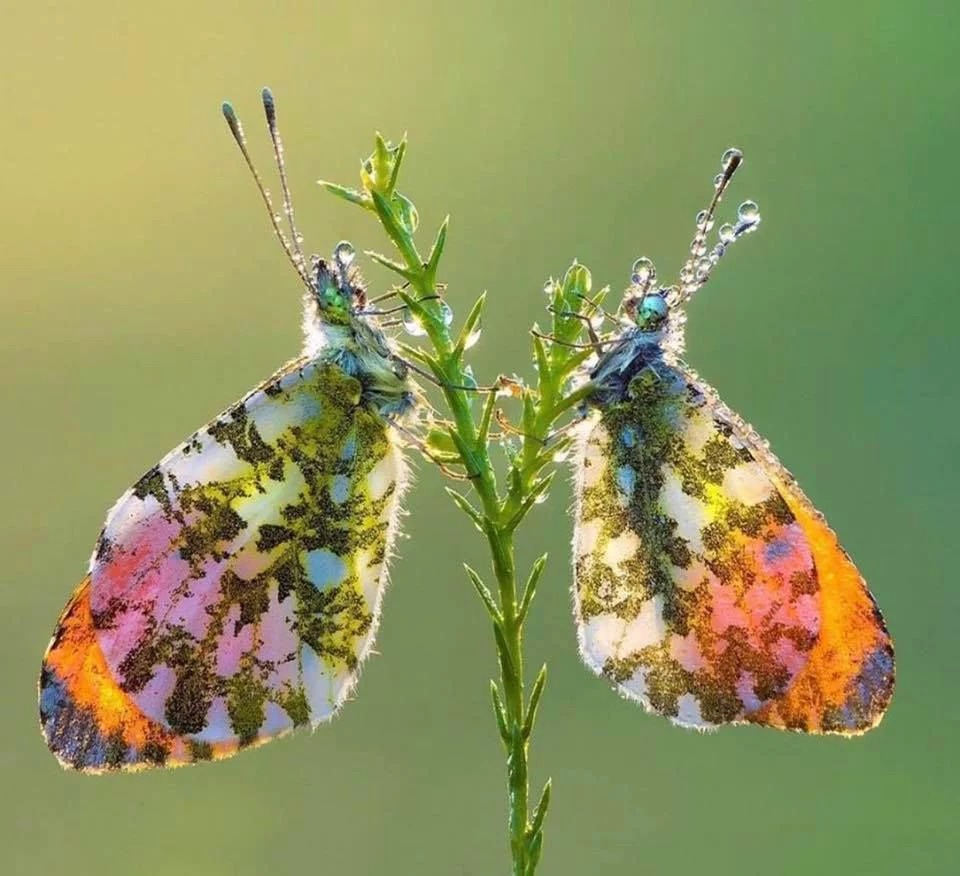 Orange-tip Butterfly