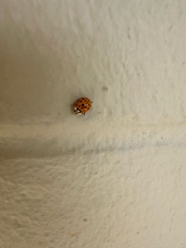 Asian Lady Beetle