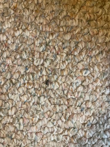 Carpet Beetle (likely Black Carpet Beetle)