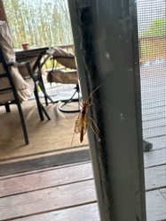 Short-tailed Ichneumon Wasp