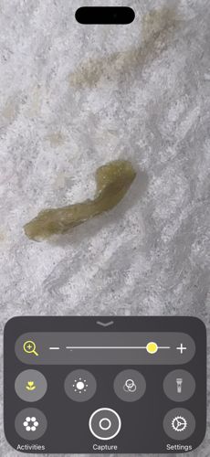 Indian meal moth (larva)