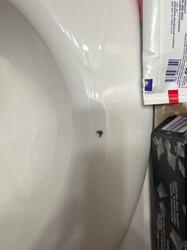 Drain Fly (also known as Moth Fly, Filter Fly, or Sewer Fly)