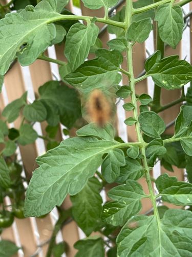 Woolly Bear Caterpillar (Larval stage of Isabella Tiger Moth)