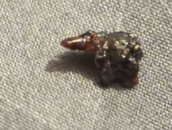 Ant Head (presumed)