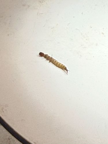 Antlion larva (or 'Doodlebug')