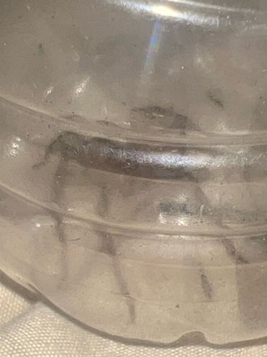 Undetermined; possibly dust mite or small debris