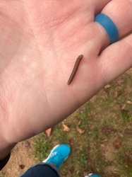 Earthworm