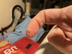 Pharaoh Ant