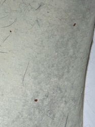 Carpet Beetle (larva)