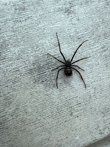 Southern Black Widow Spider
