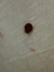 Bed Bug