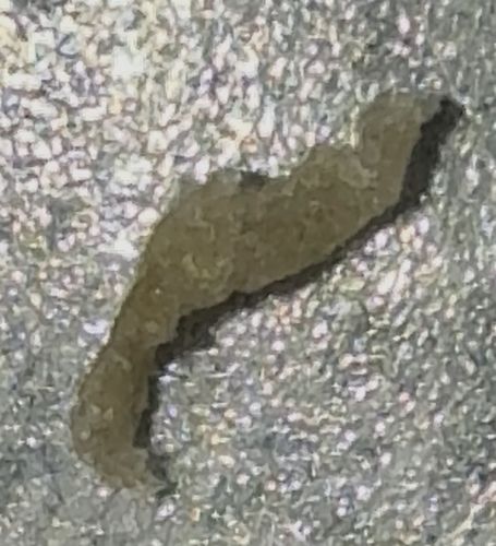 Black Soldier Fly Larva