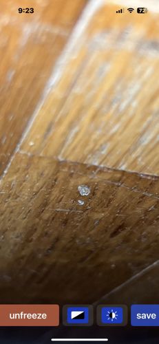 Ghost Midge (non-biting midge)