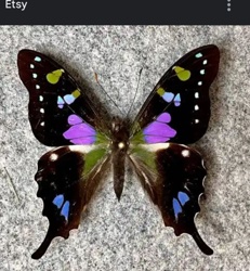 Peacock Swallowtail or Emerald Swallowtail