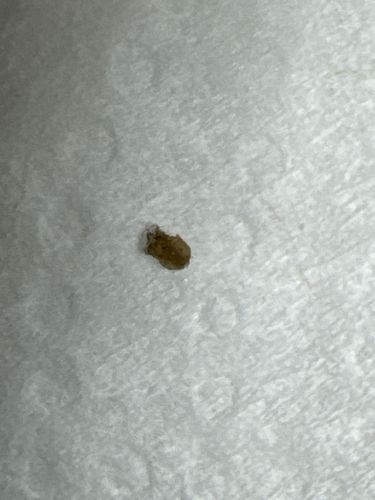 Bed Bug (Nymph)