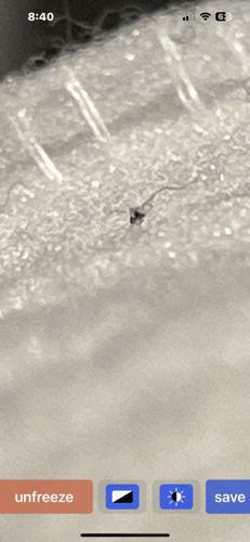 Fungus Gnat (likely)