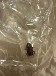 Cockroach