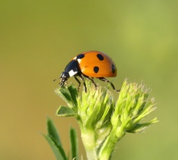Seven-spotted ladybug, Seven-spotted ladybird