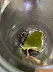 Pupa (likely of a Sphinx Moth or Hawkmoth)