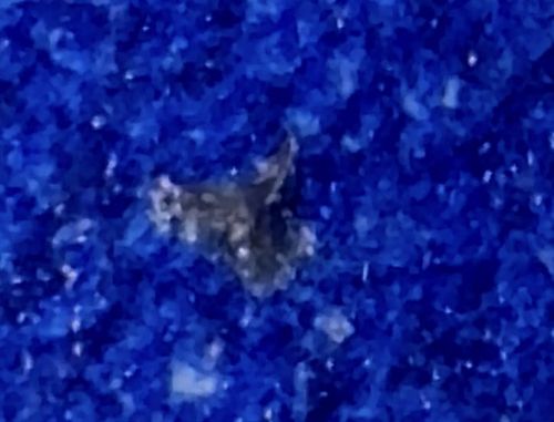 Masked Hunter Nymph (Dust Bug)