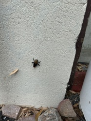 Eastern Carpenter Bee