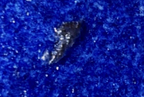 Carpet Beetle Larva (possibly in early stage or shedding)