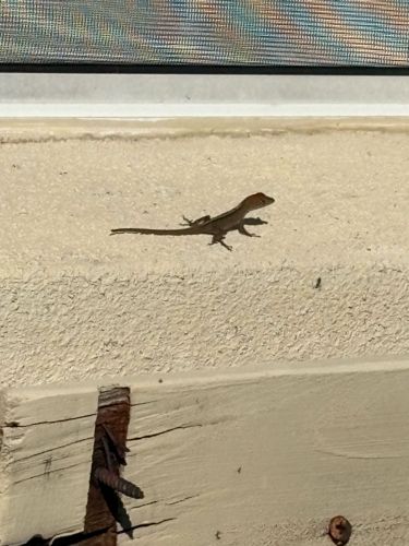 Brown Anole