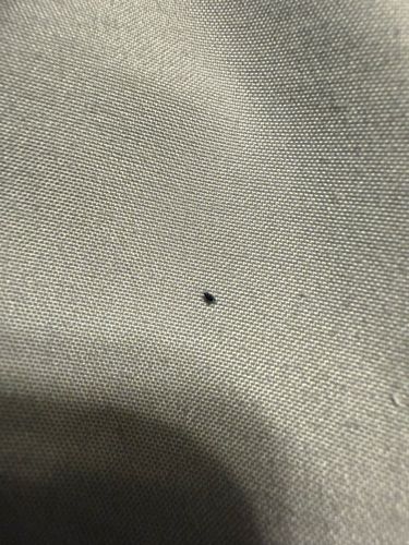 Flea (likely a cat flea or dog flea based on common indoor sightings)