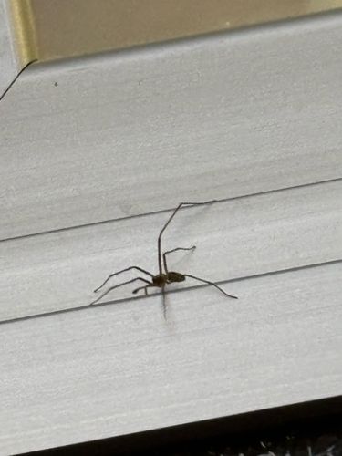 Brown Recluse Spider