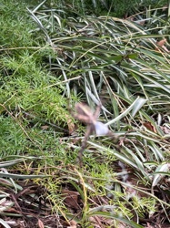 Garden Orb-Weaver Spider