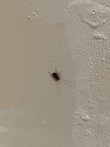 Cave Cricket, Camel Cricket, or Cave Weta