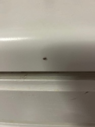 Bed Bug