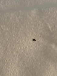 Unknown tiny speck