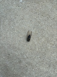 Cicada