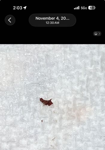 Bed Bug (Crushed/Stain)