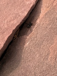 Wolf Spider