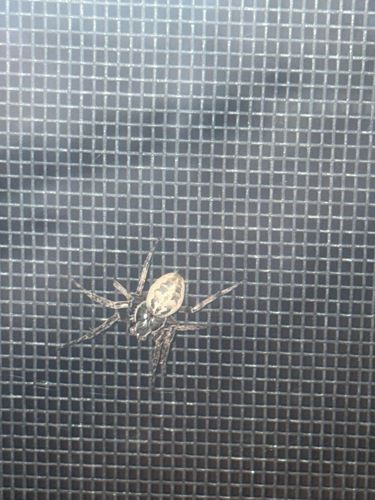 Funnel Weaver Spider (Grass Spider)